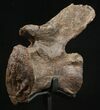 Elegant Diplodocus Caudal Vertebra - Dana Quarry #10146-5